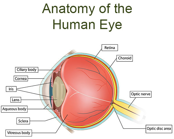 Get To Know Your Eyes Better
