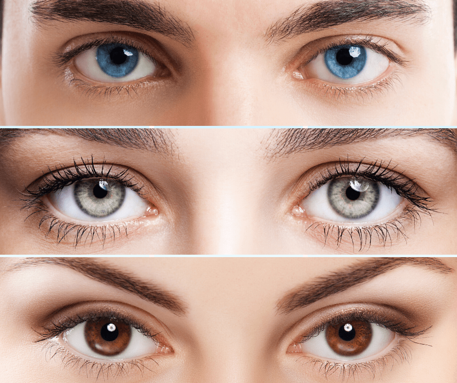 What determines your eye color?
