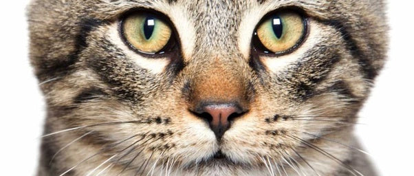 Animals and Some Amazing Facts About Their Eyes