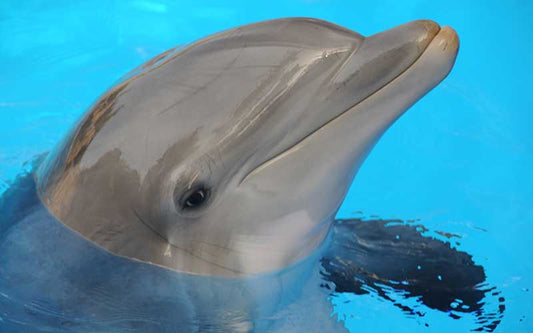 Animals and some amazing facts about their eyes (PART II)